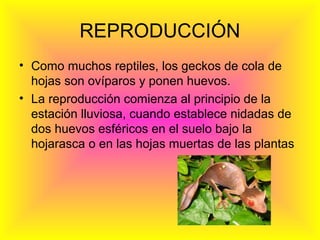 REPRODUCCIÓN
• Como muchos reptiles, los geckos de cola de
hojas son ovíparos y ponen huevos.
• La reproducción comienza al principio de la
estación lluviosa, cuando establece nidadas de
dos huevos esféricos en el suelo bajo la
hojarasca o en las hojas muertas de las plantas
 