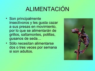 ALIMENTACIÓN
• Son principalmente
insectívoros y les gusta cazar
a sus presas en movimiento,
por lo que se alimentarán de
grillos, saltamontes, polillas,
gusanos de seda…
• Sólo necesitan alimentarse
dos o tres veces por semana
si son adultos.
 