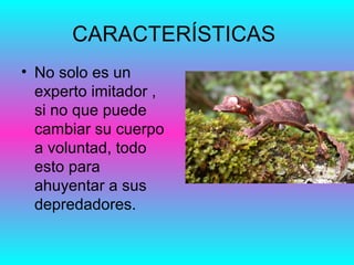 CARACTERÍSTICAS
• No solo es un
experto imitador ,
si no que puede
cambiar su cuerpo
a voluntad, todo
esto para
ahuyentar a sus
depredadores.
 
