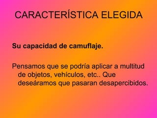 CARACTERÍSTICA ELEGIDA
Su capacidad de camuflaje.
Pensamos que se podría aplicar a multitud
de objetos, vehículos, etc.. Que
deseáramos que pasaran desapercibidos.
 