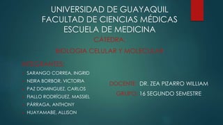 UNIVERSIDAD DE GUAYAQUIL
FACULTAD DE CIENCIAS MÉDICAS
ESCUELA DE MEDICINA
INTEGRANTES:
 SARANGO CORREA, INGRID
 NEIRA BORBOR, VICTORIA
 PAZ DOMINGUEZ, CARLOS
 FIALLO RODRÍGUEZ, MASSIEL
 PÁRRAGA, ANTHONY
 HUAYAMABE, ALLISON
CÁTEDRA:
BIOLOGIA CELULAR Y MOLECULAR
DOCENTE: DR. ZEA PIZARRO WILLIAM
GRUPO: 16 SEGUNDO SEMESTRE
 
