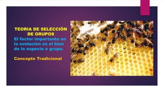 TEORIA DE SELECCIÒN
DE GRUPOS
El factor importante en
la evolución es el bien
de la especie o grupo.
Concepto Tradicional

 