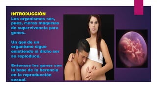 INTRODUCCIÒN
Los organismos son,
pues, meras máquinas
de supervivencia para
genes.
Un gen de un
organismo sigue
existiendo si dicho ser
se reproduce.
Entonces los genes son
la base de la herencia
en la reproducción
sexual.

 