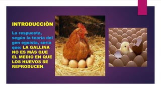 INTRODUCCIÒN
La respuesta,
según la teoría del
gen egoísta, sería
que: LA GALLINA
NO ES MÁS QUE
EL MEDIO EN QUE
LOS HUEVOS SE
REPRODUCEN.

 