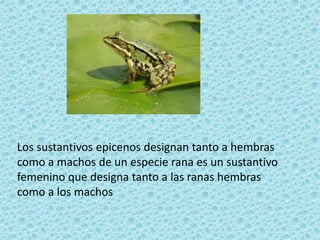 El genero en el sustantivo | PPTX