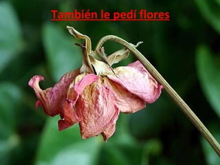 También le pedí flores 