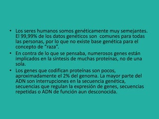 • Los seres humanos somos genéticamente muy semejantes.
El 99,99% de los datos genéticos son comunes para todas
las personas, por lo que no existe base genética para el
concepto de “raza”.
• En contra de lo que se pensaba, numerosos genes están
implicados en la síntesis de muchas proteínas, no de una
sola.
• Los genes que codifican proteínas son pocos,
aproximadamente el 2% del genoma. La mayor parte del
ADN son interrupciones en la secuencia genética,
secuencias que regulan la expresión de genes, secuencias
repetidas o ADN de función aun desconocida.
 