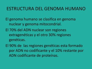 ESTRUCTURA DEL GENOMA HUMANO
El genoma humano se clasifica en genoma
nuclear y genoma mitocondrial.
El 70% del ADN nuclear son regiones
extragenéticas y el otro 30% regiones
genéticas.
El 90% de las regiones genéticas esta formado
por ADN no codificante y el 10% restante por
ADN codificante de proteínas.
 