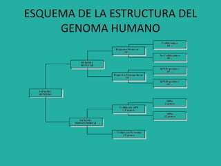 ESQUEMA DE LA ESTRUCTURA DEL
GENOMA HUMANO
 
