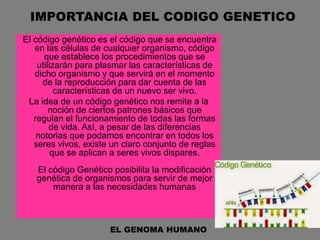 IMPORTANCIA DEL CODIGO GENETICO
El código genético es el código que se encuentra
en las células de cualquier organismo, código
que establece los procedimientos que se
utilizarán para plasmar las características de
dicho organismo y que servirá en el momento
de la reproducción para dar cuenta de las
características de un nuevo ser vivo.
La idea de un código genético nos remite a la
noción de ciertos patrones básicos que
regulan el funcionamiento de todas las formas
de vida. Así, a pesar de las diferencias
notorias que podamos encontrar en todos los
seres vivos, existe un claro conjunto de reglas
que se aplican a seres vivos dispares.
El código Genético posibilita la modificación
genética de organismos para servir de mejor
manera a las necesidades humanas
EL GENOMA HUMANO
 