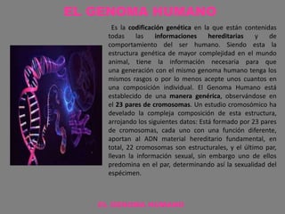 EL GENOMA HUMANO
Es la codificación genética en la que están contenidas
todas las informaciones hereditarias y de
comportamiento del ser humano. Siendo esta la
estructura genética de mayor complejidad en el mundo
animal, tiene la información necesaria para que
una generación con el mismo genoma humano tenga los
mismos rasgos o por lo menos acepte unos cuantos en
una composición individual. El Genoma Humano está
establecido de una manera genérica, observándose en
el 23 pares de cromosomas. Un estudio cromosómico ha
develado la compleja composición de esta estructura,
arrojando los siguientes datos: Está formado por 23 pares
de cromosomas, cada uno con una función diferente,
aportan al ADN material hereditario fundamental, en
total, 22 cromosomas son estructurales, y el último par,
llevan la información sexual, sin embargo uno de ellos
predomina en el par, determinando así la sexualidad del
espécimen.
EL GENOMA HUMANO
 