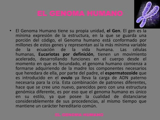 EL GENOMA HUMANO
• El Genoma Humano tiene su propia unidad, el Gen. El gen es la
mínima expresión de la estructura, en la que se guarda una
porción del código, el Genoma humano está conformado por
millones de estos genes y representan así la más mínima variable
de la ecuación de la vida humana. Las células
humanas, Eucariotas por definición, tienen un movimiento
acelerado, desarrollando funciones en el cuerpo desde el
momento en que es fecundado, el genoma humano comienza a
formarse adquiriendo de la madre los componentes necesarios
que heredara de ella, por parte del padre, el espermatozoide que
es introducido en el ovulo ya lleva la carga de ADN paterno
necesaria para la cría. Esta combinación de patrones diferentes,
hace que se cree uno nuevo, parecidos pero con una estructura
genómica diferente, es por eso que el genoma humano es único
en su estilo, ya que posee la cualidad de distanciarse
considerablemente de sus procedencias, al mismo tiempo que
mantiene un carácter hereditario común.
EL GENOMA HUMANO
 