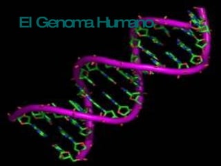El Genoma Humano El Genoma Humano 