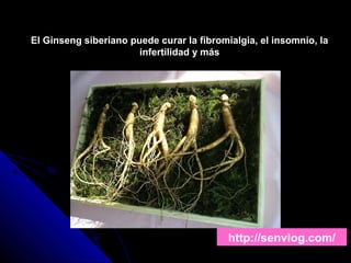 http://senvlog.com/
El Ginseng siberiano puede curar la fibromialgia, el insomnio, la
infertilidad y más
 