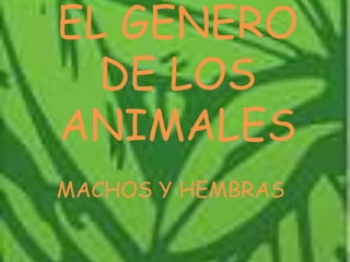 EL GÉNERO
  DE LOS
ANIMALES
MACHOS Y HEMBRAS
 