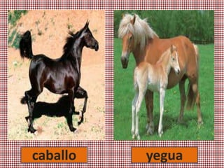 yeguacaballo
 