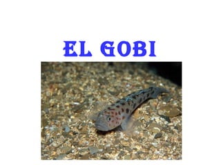 El Gobi 