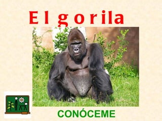 El gorila CONÓCEME 