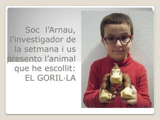Soc l’Arnau,
 l’investigador de
   la setmana i us
presento l’animal
   que he escollit:
      EL GORIL·LA
 