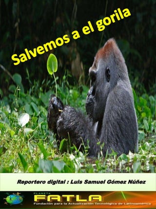 El gorilla
Reportero digital : Luis Samuel Gómez Núñez
 