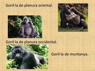 Goril·la de planura oriental.
Goril·la de planura occidental.
Goril·la de muntanya.
 