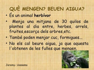 QUÈ MENGEN? BEUEN AIGUA?
• És un animal herbívor
• Menja una mitjana de 30 quilos de
plantes al dia entre, herbes, arrels,
fruites,escorça dels arbres,etc.
• També poden menjar cuc, formigues...
• No els cal beure aigua, ja que aquesta
l'obtenen de les fulles que mengen.
Jeremy- Uossama
 