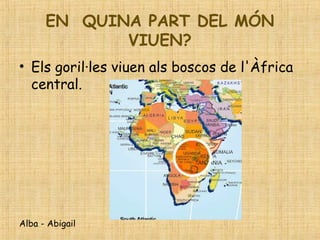 EN QUINA PART DEL MÓN
VIUEN?
• Els goril·les viuen als boscos de l'Àfrica
central.
Alba - Abigail
 