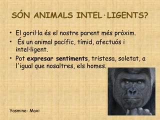 SÓN ANIMALS INTEL·LIGENTS?
• El goril·la és el nostre parent més pròxim.
• És un animal pacífic, tímid, afectuós i
intel·ligent.
• Pot expresar sentiments, tristesa, soletat, a
l'igual que nosaltres, els homes.
Yasmine- Maxi
 
