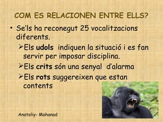 COM ES RELACIONEN ENTRE ELLS?
• Se’ls ha reconegut 25 vocalitzacions
diferents.
Els udols indiquen la situació i es fan
servir per imposar disciplina.
Els crits són una senyal d’alarma
Els rots suggereixen que estan
contents
Anatoliy- Mohanad
 