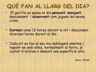QUÈ FAN AL LLARG DEL DIA?
• El goril·la es passa el dia pensant, menjant,
descansant i observant com juguen les seves
cries.
• Dormen unes 13 hores durant la nit i descansen
diverses hores durant el dia.
• Cada nit es fan el seu niu doblegant plantes i
tapant-se amb elles, normalment al terra, al
costat d'arbres o damunt una superfície alta.
Sara- Víctor
 