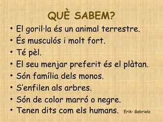 QUÈ SABEM?
• El goril·la és un animal terrestre.
• És musculós i molt fort.
• Té pèl.
• El seu menjar preferit és el plàtan.
• Són família dels monos.
• S’enfilen als arbres.
• Són de color marró o negre.
• Tenen dits com els humans. Erik- Gabriela
 