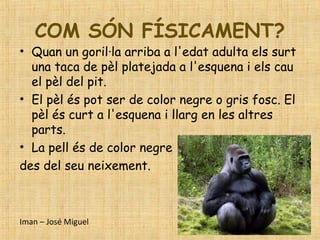 COM SÓN FÍSICAMENT?
• Quan un goril·la arriba a l'edat adulta els surt
una taca de pèl platejada a l'esquena i els cau
el pèl del pit.
• El pèl és pot ser de color negre o gris fosc. El
pèl és curt a l'esquena i llarg en les altres
parts.
• La pell és de color negre
des del seu neixement.
Iman – José Miguel
 