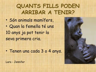QUANTS FILLS PODEN
ARRIBAR A TENIR?
• Són animals mamífers,
• Quan la femella té uns
10 anys ja pot tenir la
seva primera cria.
• Tenen una cada 3 o 4 anys.
Lara - Jennifer
 