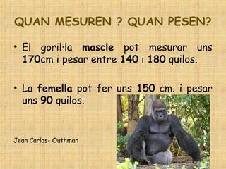 QUAN MESUREN ? QUAN PESEN?
• El goril·la mascle pot mesurar uns
170cm i pesar entre 140 i 180 quilos.
• La femella pot fer uns 150 cm. i pesar
uns 90 quilos.
Jean Carlos- Outhman
 