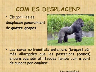 COM ES DESPLACEN?
• Els goril·les es
desplacen generalment
de quatre grapes.
• Les seves extremitats anteriors (braços) són
més allargades que les posteriors (cames)
encara que són utilitzades també com a punt
de suport per caminar.
 