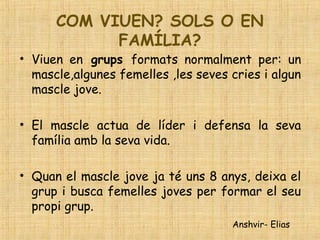 COM VIUEN? SOLS O EN
FAMÍLIA?
• Viuen en grups formats normalment per: un
mascle,algunes femelles ,les seves cries i algun
mascle jove.
• El mascle actua de líder i defensa la seva
família amb la seva vida.
• Quan el mascle jove ja té uns 8 anys, deixa el
grup i busca femelles joves per formar el seu
propi grup.
Anshvir- Elias
 