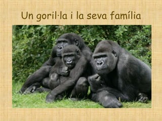 Un goril·la i la seva família
 