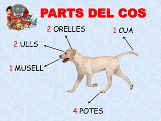 PARTS DEL COS
1 CUA
4 POTES
2 ORELLES
1 MUSELL
2 ULLS
 