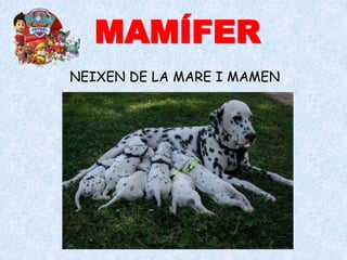 MAMÍFER
NEIXEN DE LA MARE I MAMEN
 