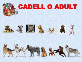CADELL O ADULT
 