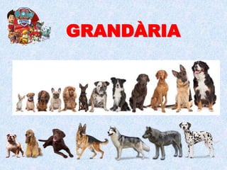 GRANDÀRIA
 