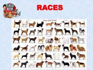 RACES
 