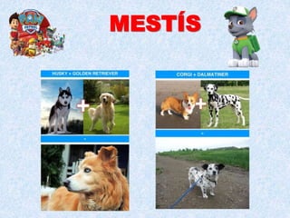 MESTÍS
 