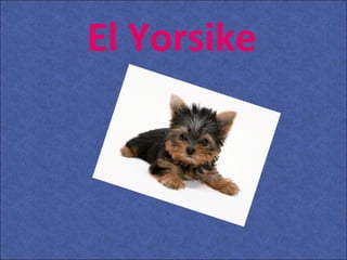 El Yorsike
 