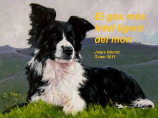 El gos més intel·ligent del món Jesús Gómez Gener 2011 