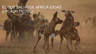 EL GOS SALVATGE AFRICÀ /LICAÓ 
(LYCAON PICTUS) 
 