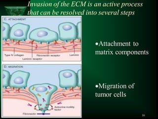 16
Attachment to
matrix components
Migration of
tumor cells
Invasion of the ECM is an active process
that can be resolved into several steps
 