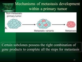 17
Certain subclones possess the right combination of
gene products to complete all the steps for metastasis
Mechanisms of metastasis development
within a primary tumor
 