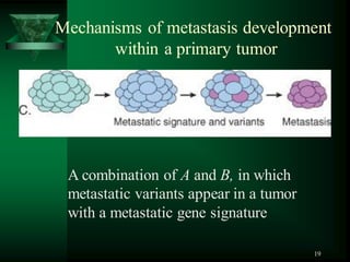 19
Mechanisms of metastasis development
within a primary tumor
A combination of A and B, in which
metastatic variants appear in a tumor
with a metastatic gene signature
 