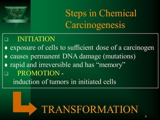 6
Steps in Chemical
Carcinogenesis
 INITIATION
 exposure of cells to sufficient dose of a carcinogen
 causes permanent DNA damage (mutations)
 rapid and irreversible and has “memory”
 PROMOTION -
induction of tumors in initiated cells
TRANSFORMATION
 